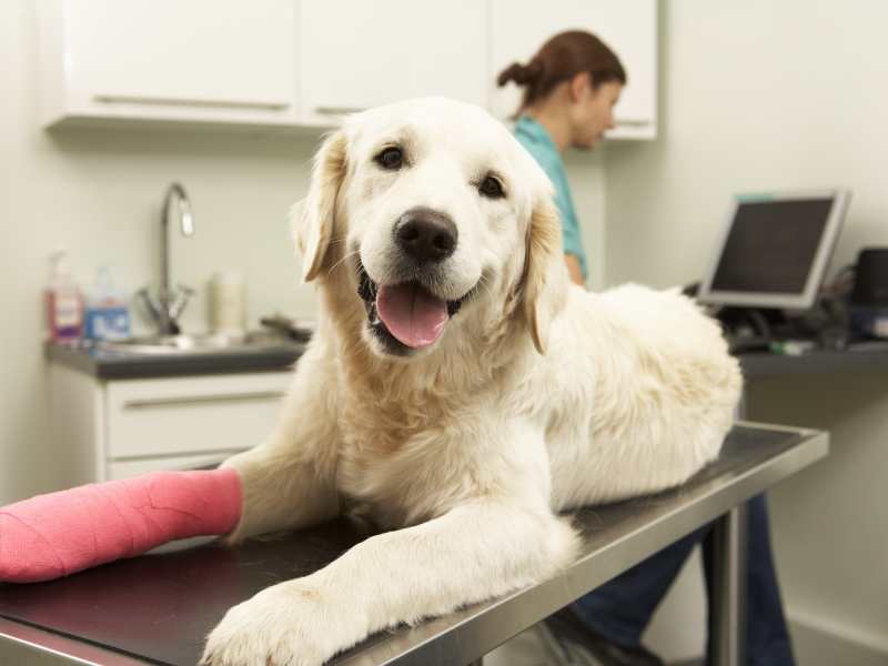 Photo: A Golden Retriever sits on a vet table after joint surgery. 
