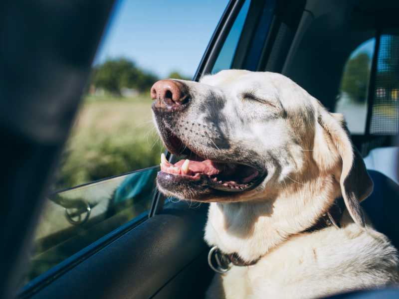 Featured: A Labrador Retriever sniffs out the window on a road trip.