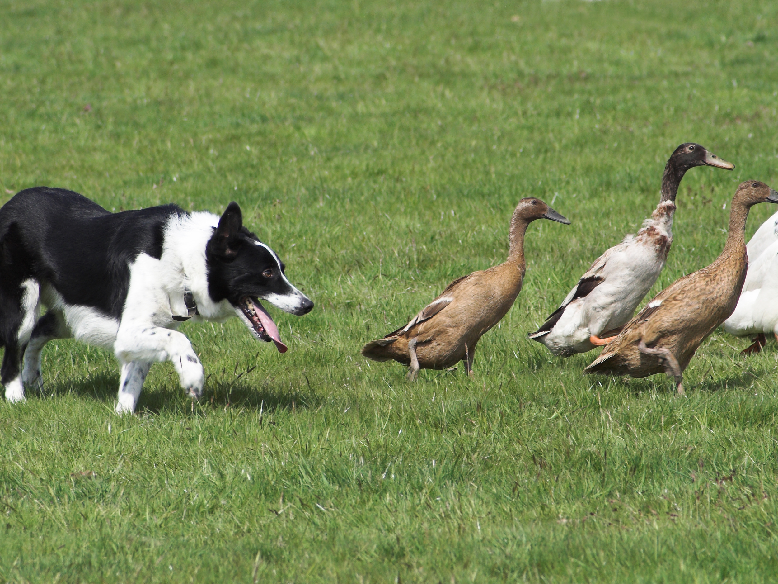 Photo: A Border Collie herds some geese in a field.