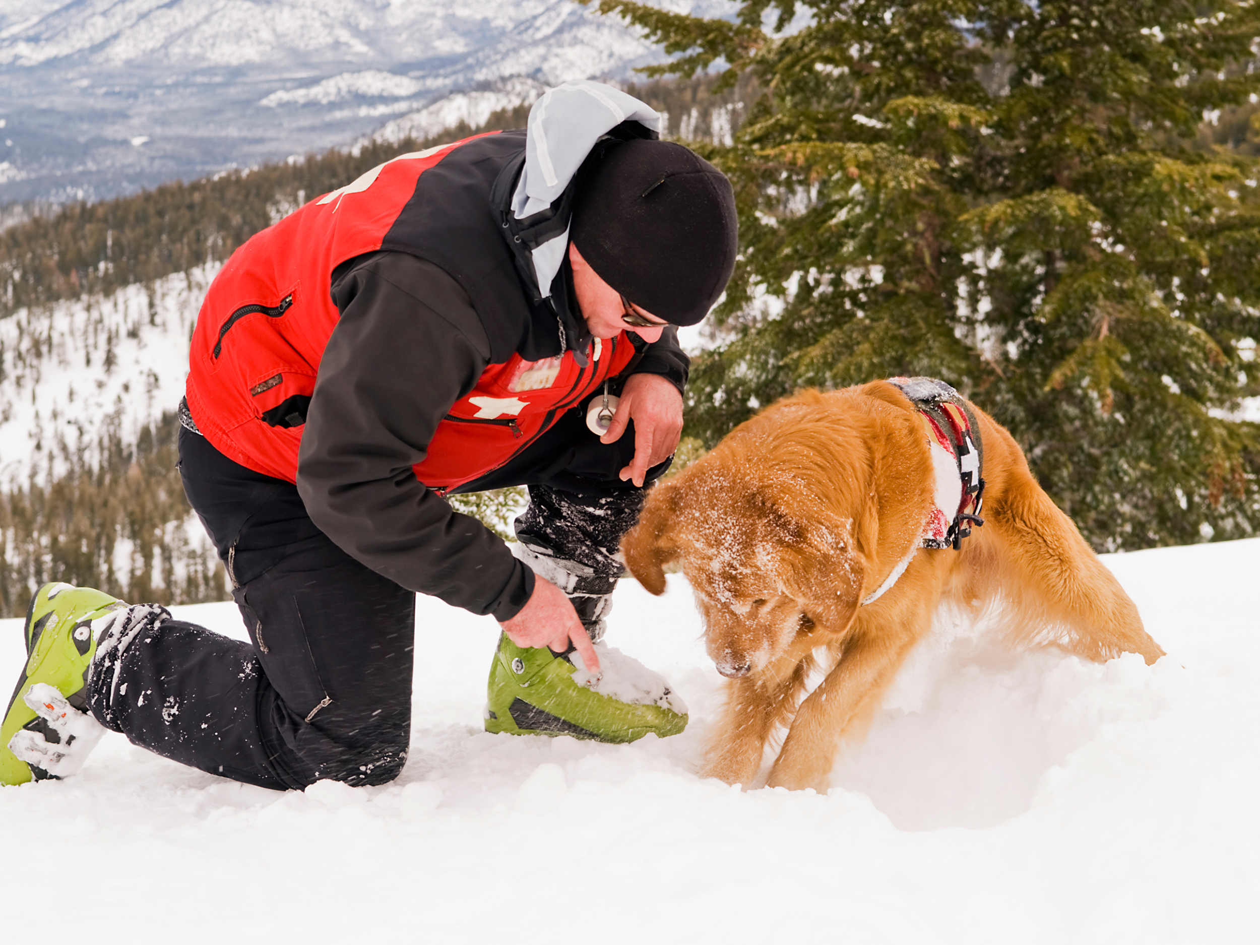 Photo: A Golden Retriever digs on a search and rescue mission in the mountains.