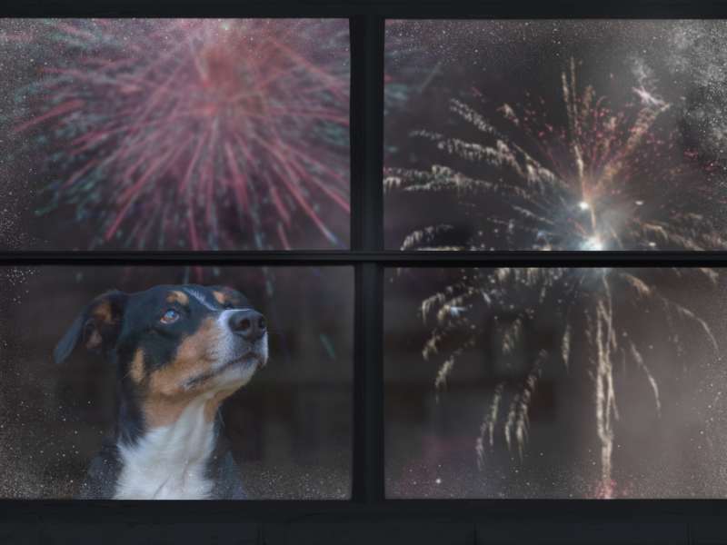 Photo: A dog looks out the window at fireworks.
