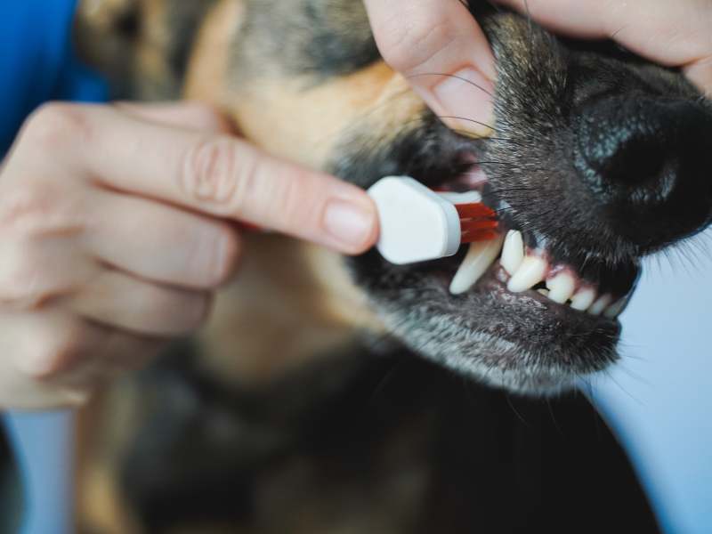 Photo: An adult brushes a dogs teeth to prevent discolored teeth.