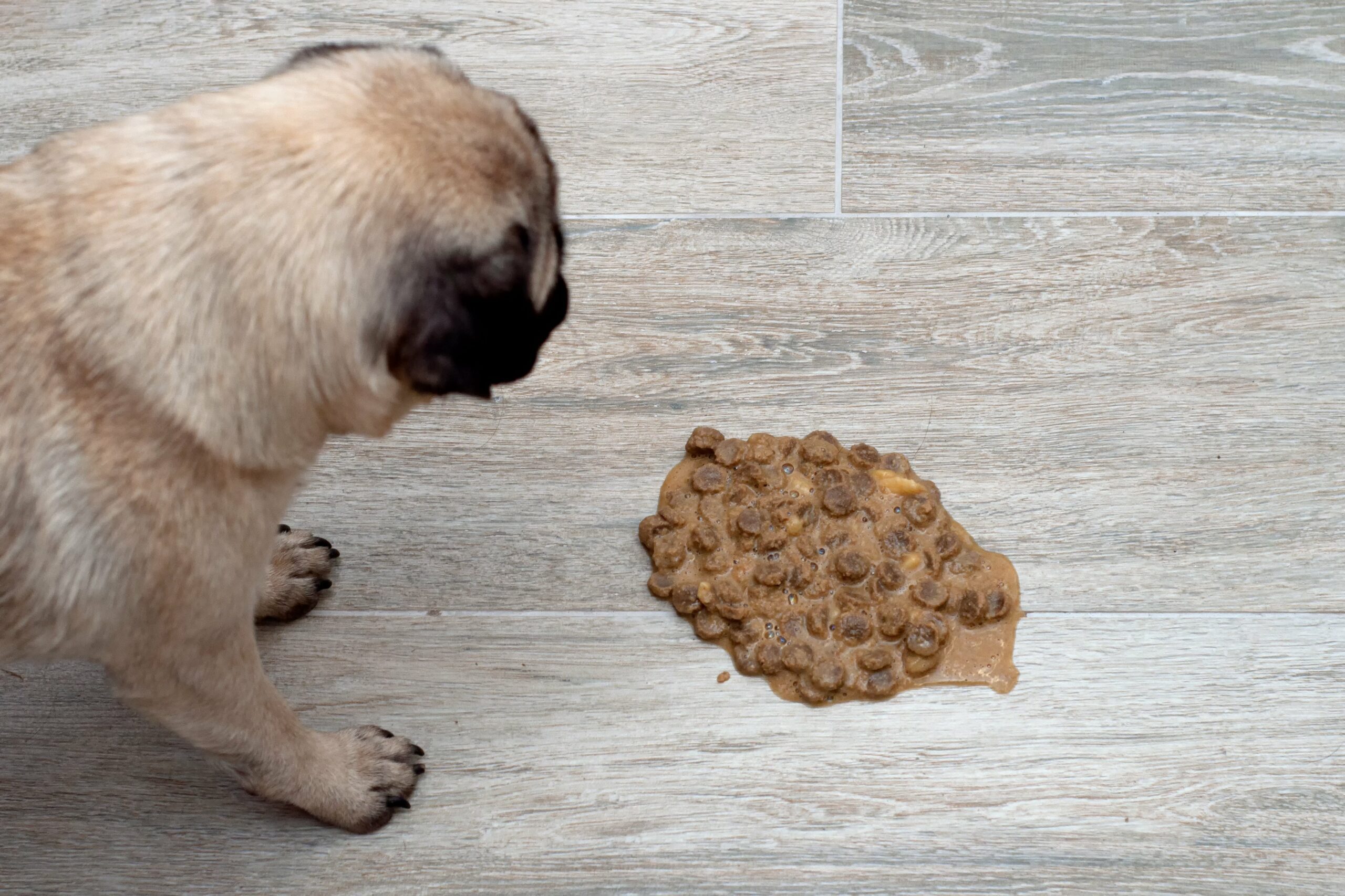 What Foods Make Dogs Vomit
